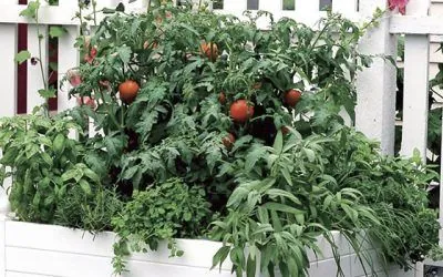 Cultivar tomate en casa