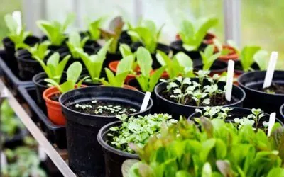 Cultivos ecológicos: más sanos y sabrosos